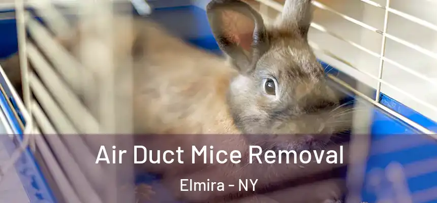 Air Duct Mice Removal Elmira - NY